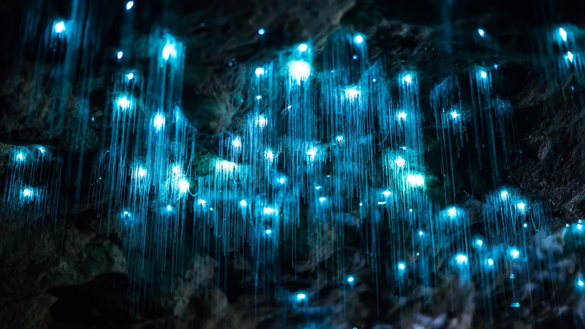 glow worms tours nsw