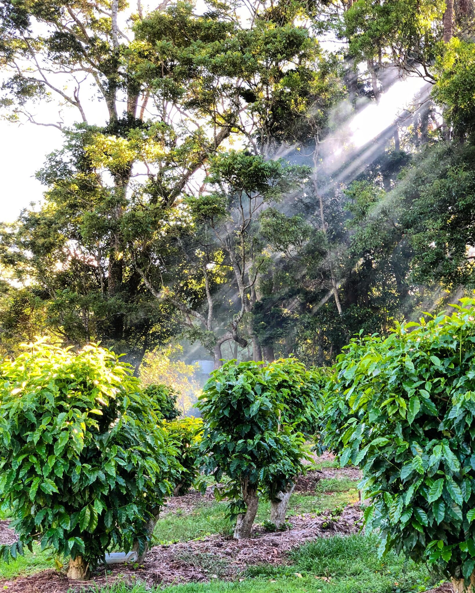 Cafés, Restaurants & Places to Eat in Tamborine Mountain